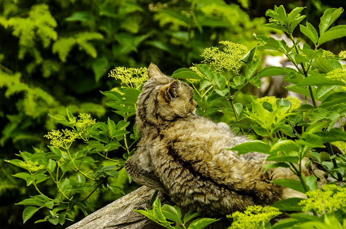 wildkatze im wald